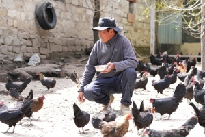 边陲重镇亚东县：特色养殖赋能兴边富民