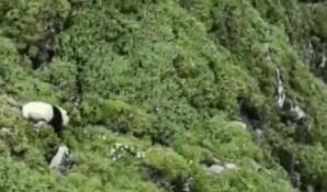 村民找牛途中偶遇大熊猫，画面过于可爱！