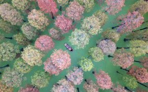 江苏扬州：“水上森林”色彩斑斓