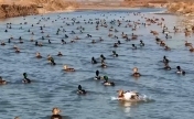 库玛力克河上演冬日鸭鸭舞会