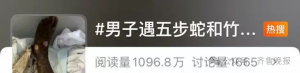 男子走路玩手机踩中打架的竹叶青五步蛇！被咬3口