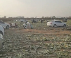 网络谣言引发白菜被“白采” 种植户的损失谁来赔