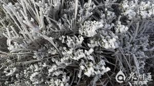福建2026年首场雾凇来了 银装素裹梦幻景