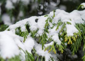 金华山迎2026年首场雪 银装素裹冬日乐园