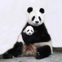 大熊猫七七即将返回四川 开启新生活旅程