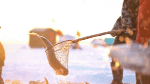 查干湖头鱼拍出1699999元高价 吉祥象征引竞拍热潮