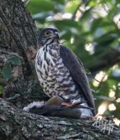 猛禽捕食鸳鸯不干扰不打扰 自然法则下的生存竞争