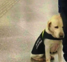 警犬被通报批评！网友：狗只不过是犯了我也会犯的错