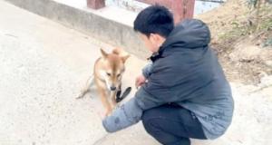 花1.58万送暴躁小狗上学归来仍是学渣 训犬机构被判全额退款