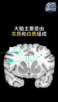 首个中国全年龄大脑“地图” 揭示中西差异