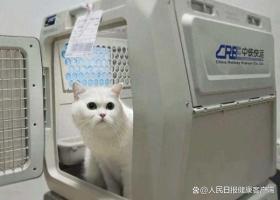 “毛孩子”坐上高铁回家过年啦 宠物托运服务扩大