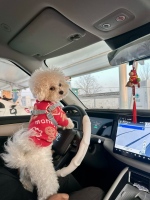 春运返乡的电动车主还焦虑吗 续航与充电改善显著