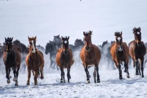 马年说马：漫长演化中的人类亲密伙伴 从荒野到文明的同行者