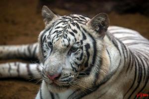 清迈72只老虎死亡 泰国通报原因 犬瘟热与支原体感染所致