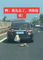 返程路上挂车外的鸭子一路“助力” 鸭子“越狱”惊险又搞笑