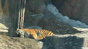 哈尔滨300多只东北虎轮流“轻断食” 游客激增下的健康保障措施