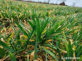 小麦返青时先浇水还是先打除草剂 管理顺序需知