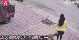 河南南阳恶犬街头袭击多人受伤 警方：正全力搜寻