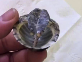 男子过年离家10天 宠物龟被啃剩空壳