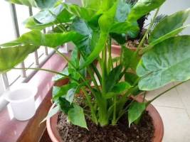 男子过年舔一口家养绿植差点没命 滴水观音惹祸