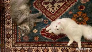 建议废除劳务派遣制度 制度异化损害劳动者权益