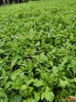 荠菜在四川没人挖 线上高达20元/斤 南北差异引发热议