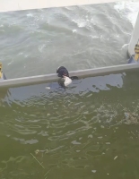 一男子跳入河道闸口救起落水女子 热心大哥勇救溺水者