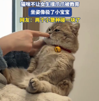 猫咪不让女生摸被教育坐姿像宝宝 网友：两个小犟种碰一块了