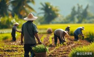 农民交的公粮就等于交了社保：时代的红章