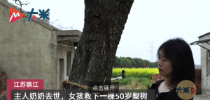 女孩救下一棵50岁梨树取名“不梨”