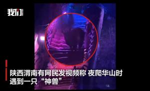 游客夜爬华山偶遇神兽 罕见“四不像”现身