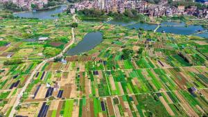 广西梧州：多彩菜畦绘出田园美景