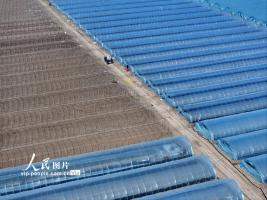 安徽蒙城：管护西瓜大棚