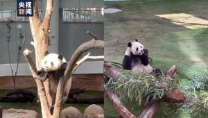 卡塔尔大熊猫依旧能吃到中国竹子 生活状况良好