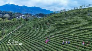 贵州晴隆：采摘春茶