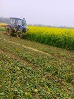 纪委介入调查30亩待收油菜被毁 租金纠纷引发争议