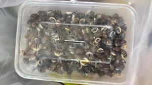 这种螺剧毒致命 千万别买别吃 国家禁止买卖