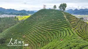 浙江淳安:千岛湖白茶开采