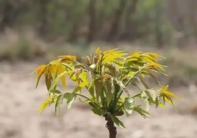 男子家核桃树新芽被游客当香椿采摘：这是核桃树芽，不是香椿，不能炒鸡蛋