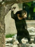 马来熊亮相北京动物园 软萌值拉满