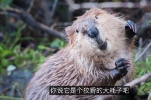 海狸正将河流变成强大的“碳储存地”