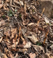 官方回应男童疑发现金矿：有可能 8岁男童上山挖野菜疑似发现金矿