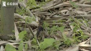 男子私自挖笋受伤起诉景区 法院驳回诉求