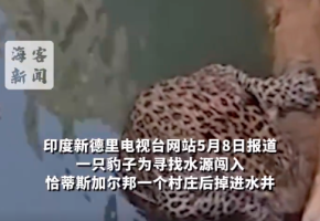 印度豹子闯进村掉进水井 扒水管6小时后获救