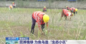 长江“九曲回肠”十年间成黄金水道
