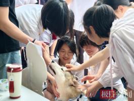 武汉一高中请来6只疗愈犬陪学生解压 毛茸茸的心灵慰藉