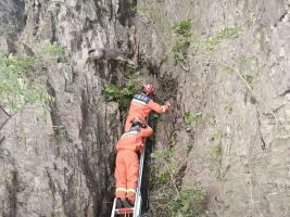 两只中华斑羚被困半山坡 消防员施救 成功转移获救