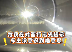 女子漆黑隧道开车时突遇羊群 撞死32只羊