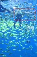 游客称在长沙湘江欢乐海洋公园潜水时遭鲨鱼咬伤 景区：涉事项目已暂停