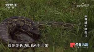 男子在小区里养300多条蟒蛇 非法饲养引发关注
